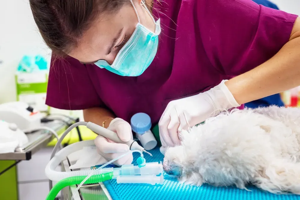 Dentiste vétérinairwebp